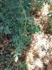 Halimodendron halodendron