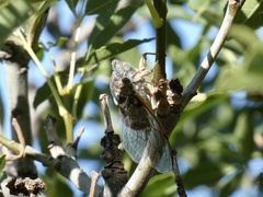 Lyristes plebejus