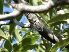 Lyristes plebejus