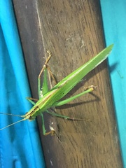 Jimenezia elegans