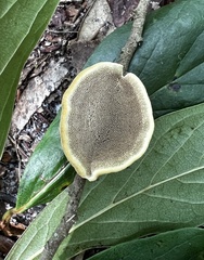 Phylloporia amplectens