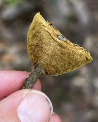 Phylloporia amplectens