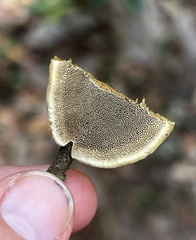 Phylloporia amplectens