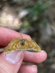 Phylloporia amplectens