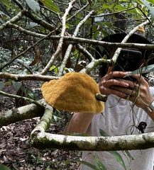 Phylloporia amplectens