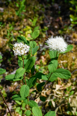 Spiraea stevenii