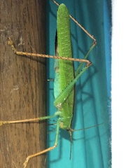 Jimenezia elegans