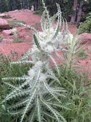Cirsium scopulorum