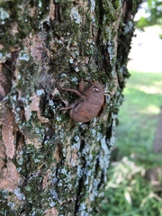 Platypleura kaempferi