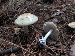 Amanita xylinivolva