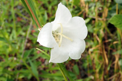 Campanula persicifolia