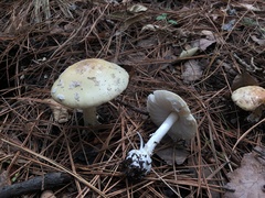 Amanita xylinivolva
