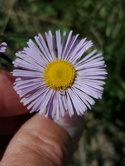Erigeron formosissimus