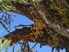 Arceuthobium divaricatum