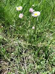 Erigeron formosissimus