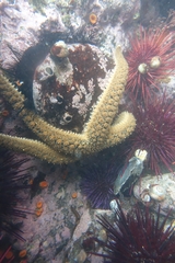 Stylasterias forreri