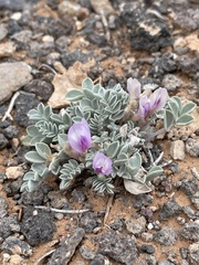 Astragalus consobrinus