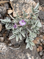 Astragalus consobrinus