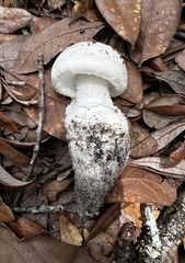 Amanita roanokensis image