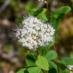 Spiraea stevenii