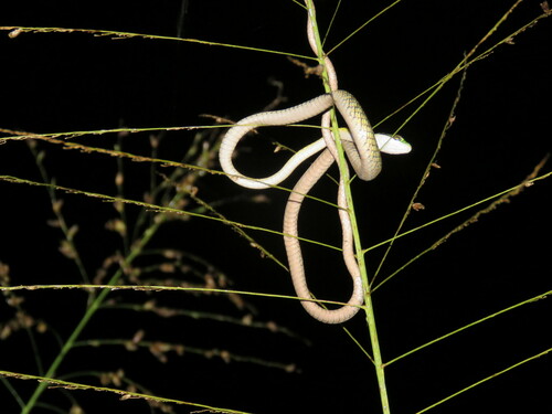 Leptophis bolivianus