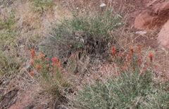Castilleja linariifolia