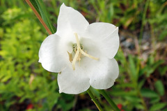 Campanula persicifolia