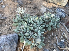 Chamaechaenactis scaposa