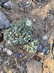 Chamaechaenactis scaposa