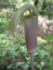 Arisaema macrospathum