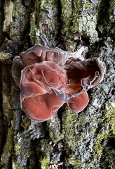 Auricularia fuscosuccinea image