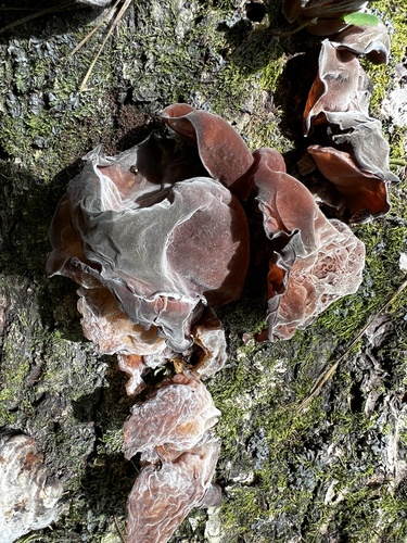 Auricularia fuscosuccinea image