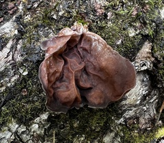 Auricularia fuscosuccinea image