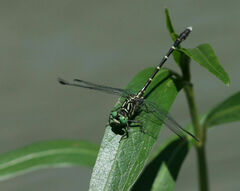 Stylogomphus sigmastylus