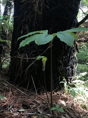 Arisaema macrospathum