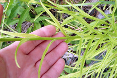 Campanula persicifolia