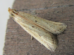 Hypsotropa solipunctella