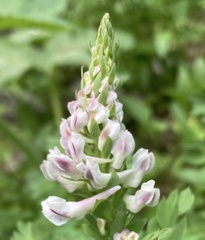 Corydalis caseana cusickii