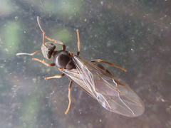 Lasius japonicus