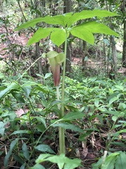 Arisaema macrospathum