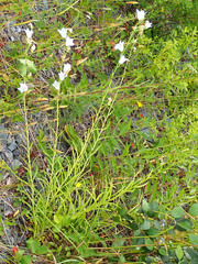 Campanula persicifolia