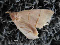 Gonepatica opalina
