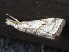 Microchilo inouei