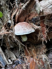 Aureoboletus pseudoauriporus