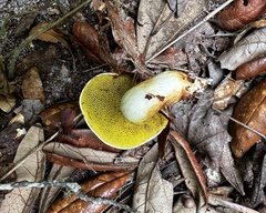Aureoboletus pseudoauriporus