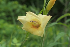 Gladiolus dalenii