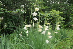 Gladiolus dalenii