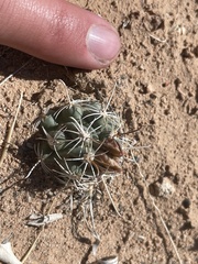 Sclerocactus wrightiae
