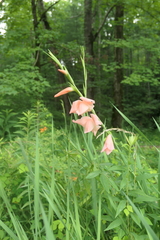 Gladiolus dalenii