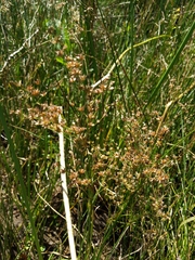 Juncus oxymeris
